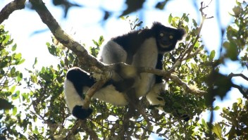 Así es el canto de los lémures en Madagascar