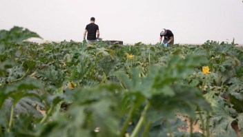 Miles de trabajadores agrícolas israelíes huyeron tras los atentados de Hamas