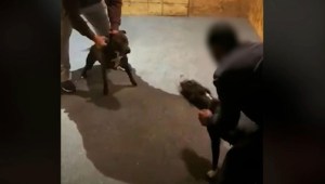 Rescatan perros de circuitos de peleas ilegales de canes en Estados Unidos