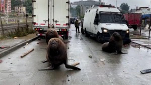 Lobos marinos bloquean calle en medio de protesta en Chile