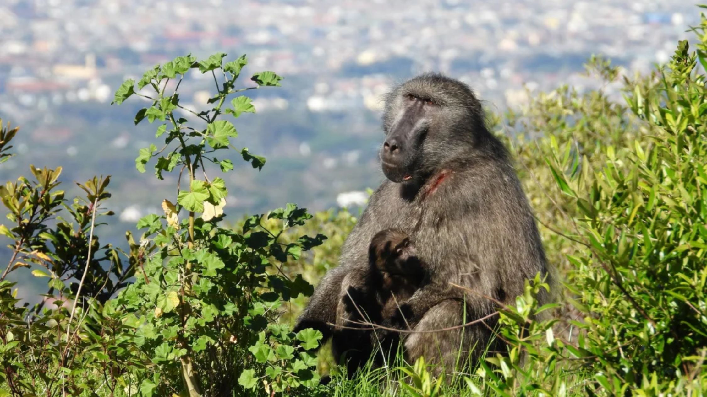 Los babuinos Chacma dominan Ciudad del Cabo, Sudáfrica, desde una ladera. (Crédito: Baboon Matters)