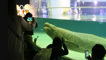 Bella en su tanque en el Lotte World Aquarium en Seúl, Corea del Sur. (Cortesía: Hot Pink Dolphins)
