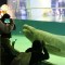 Bella en su tanque en el Lotte World Aquarium en Seúl, Corea del Sur. (Cortesía: Hot Pink Dolphins)