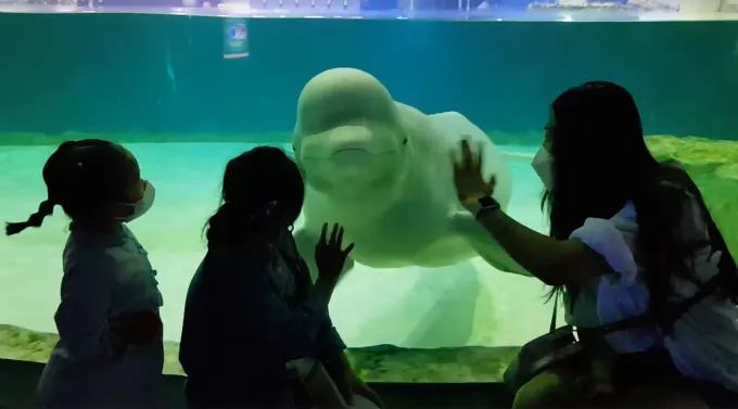 La exhibición de ballenas beluga aún permanece abierta al público a pesar de las promesas públicas del acuario de que Bella sería liberada. (Cortesía: Hot Pink Dolphins)