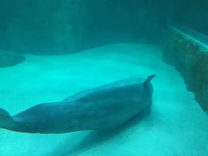 Fotos como ésta, enviadas a CNN, mostraban a la ballena mostrando signos de estrés. (Cortesía: Hot Pink Dolphins)