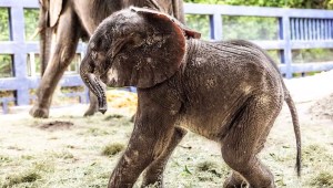 Corra, una cría de elefante africano, nació recientemente en Disney's Animal Kingdom. (Crédito: Disney)
