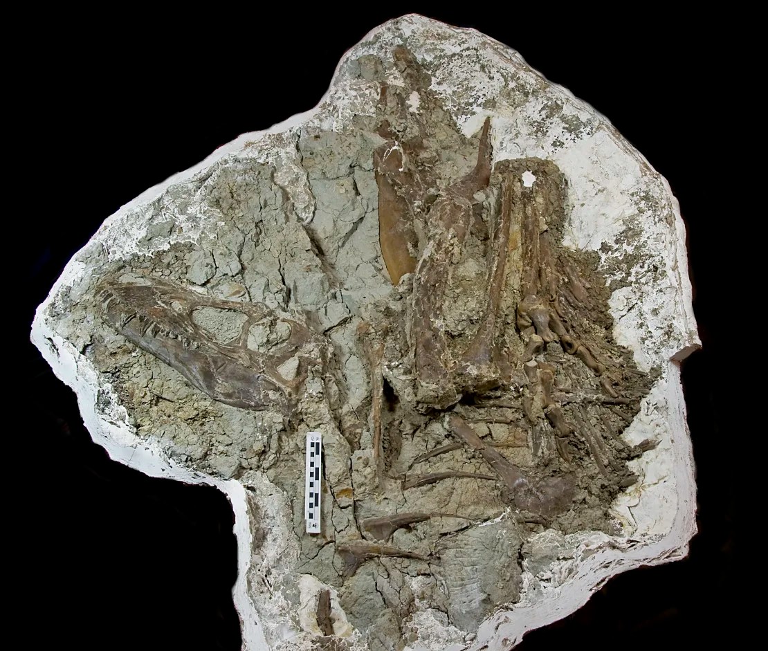 El Gorgosaurus libratus fue el primer espécimen de tiranosaurio joven descubierto con el contenido del estómago preservado dentro del esqueleto.(Imagen: Museo Real Tyrrell de Paleontología)