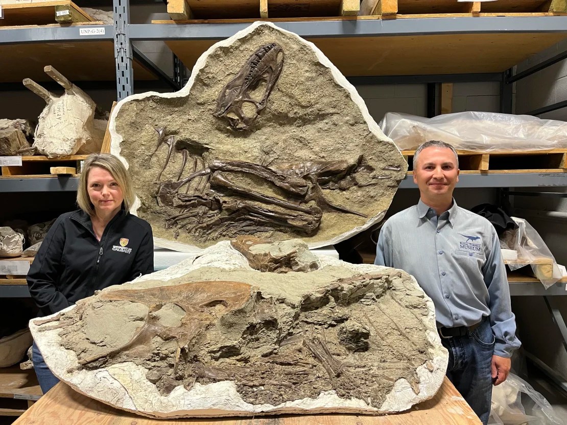 Darla Zelenitsky, profesora asociada de la Universidad de Calgary, y François Therrien, curador de paleoecología de dinosaurios en el Museo Real Tyrrell de Alberta, junto al joven espécimen de Gorgosaurus.(Museo Real Tyrrell de Paleontología)