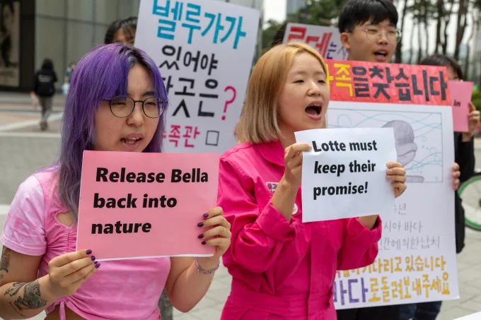El grupo ha estado presionando para pedir la liberación de Bella del Lotte World Aquarium. (Charlie Miller/CNN)