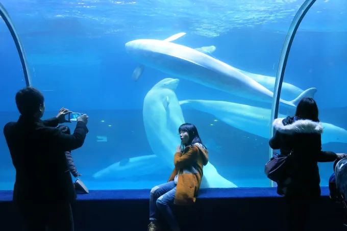 Ballenas beluga en el Grandview Mall Ocean World en Guangzhou, uno de los muchos acuarios comerciales que se están instalando en China. (Simon Denyer/The Washington Post/Getty Images)