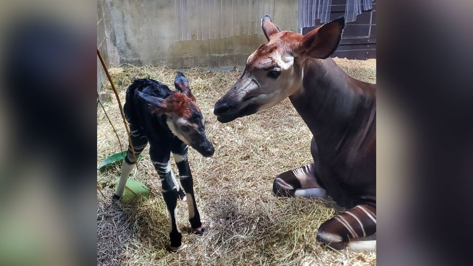 A rare and endangered okapi was born at the Cincinnati Zoo