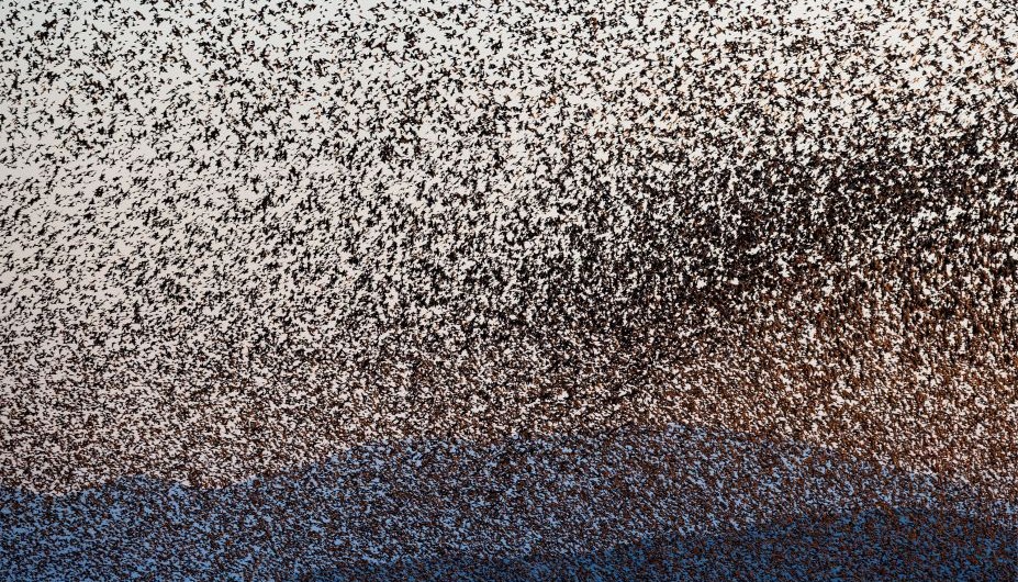 Las murmuraciones suelen estar compuestos por miles, a veces millones, de estorninos. Los científicos no saben exactamente por qué las aves se reúnen en estas densas formaciones aéreas, pero se teoriza que la bandada parece más grande para defenderse de los depredadores o para intentar atraer a otros estorninos al refugio y generar calor en los fríos inviernos.