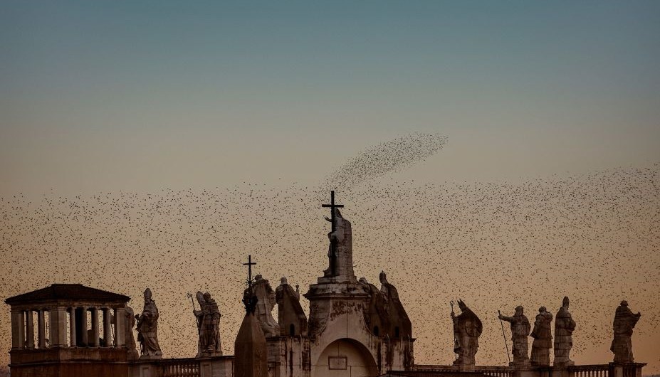 "Starling" explora la yuxtaposición entre lo salvaje y lo artificial, como esta fotografía tomada desde la azotea de la Archibasílica de San Juan de Letrán en Roma.