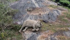 El tierno reencuentro de un bebé elefante con su mamá en la India