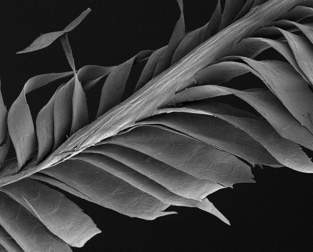 Una pluma de estornino, ampliada 1.500 veces y fotografiada bajo un microscopio. (Crédito: Søren Solkær)