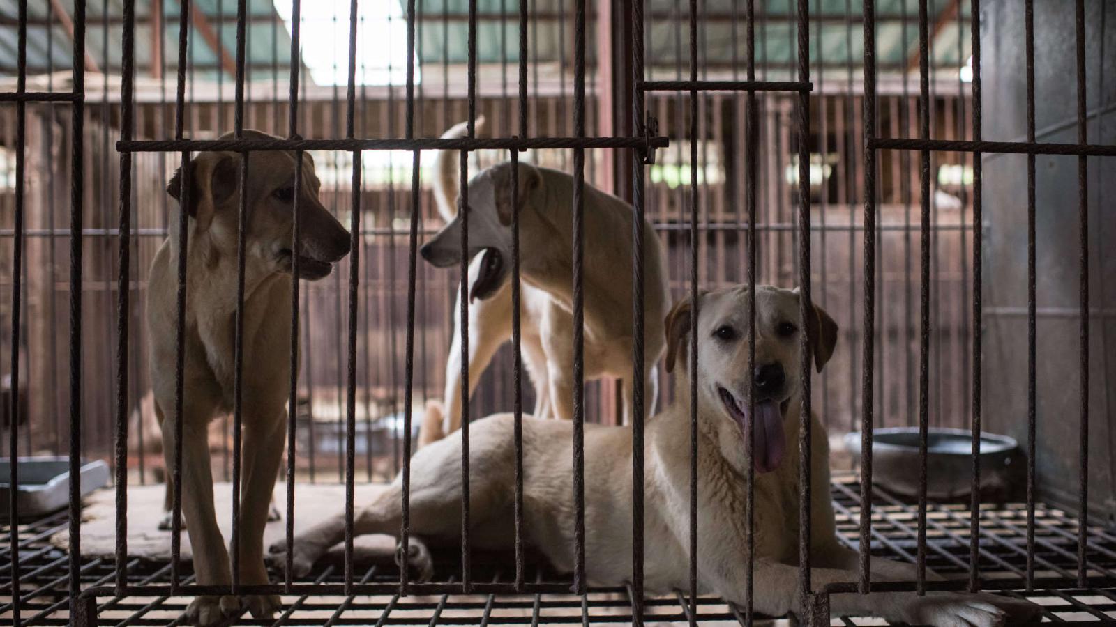 Corea del Sur prohíbe el consumo de carne de perro - Video