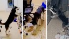 Husky talentoso trata de escapar de un refugio de mascotas