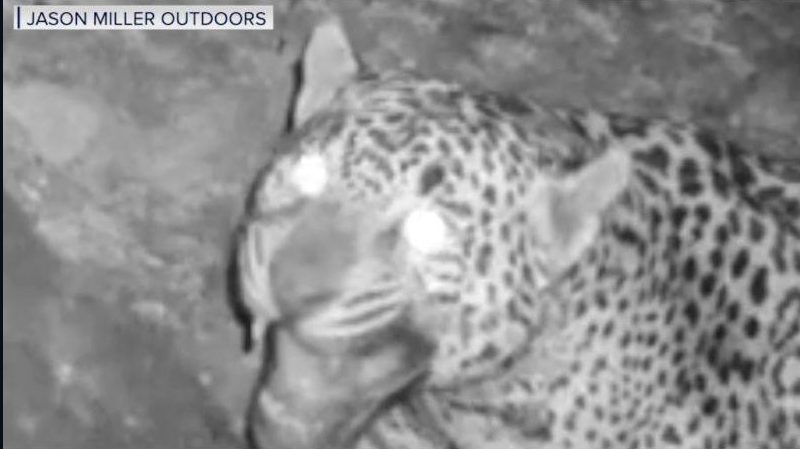 Captan a un jaguar en cámaras de rastreo