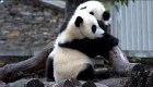 Mira el tierno abrazo que se dan dos pandas gemelos