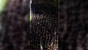 Más de un centenar de hombres realizando el saludo fascista indignan en Italia