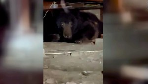 Una mujer encuentra un oso negro en su sótano
