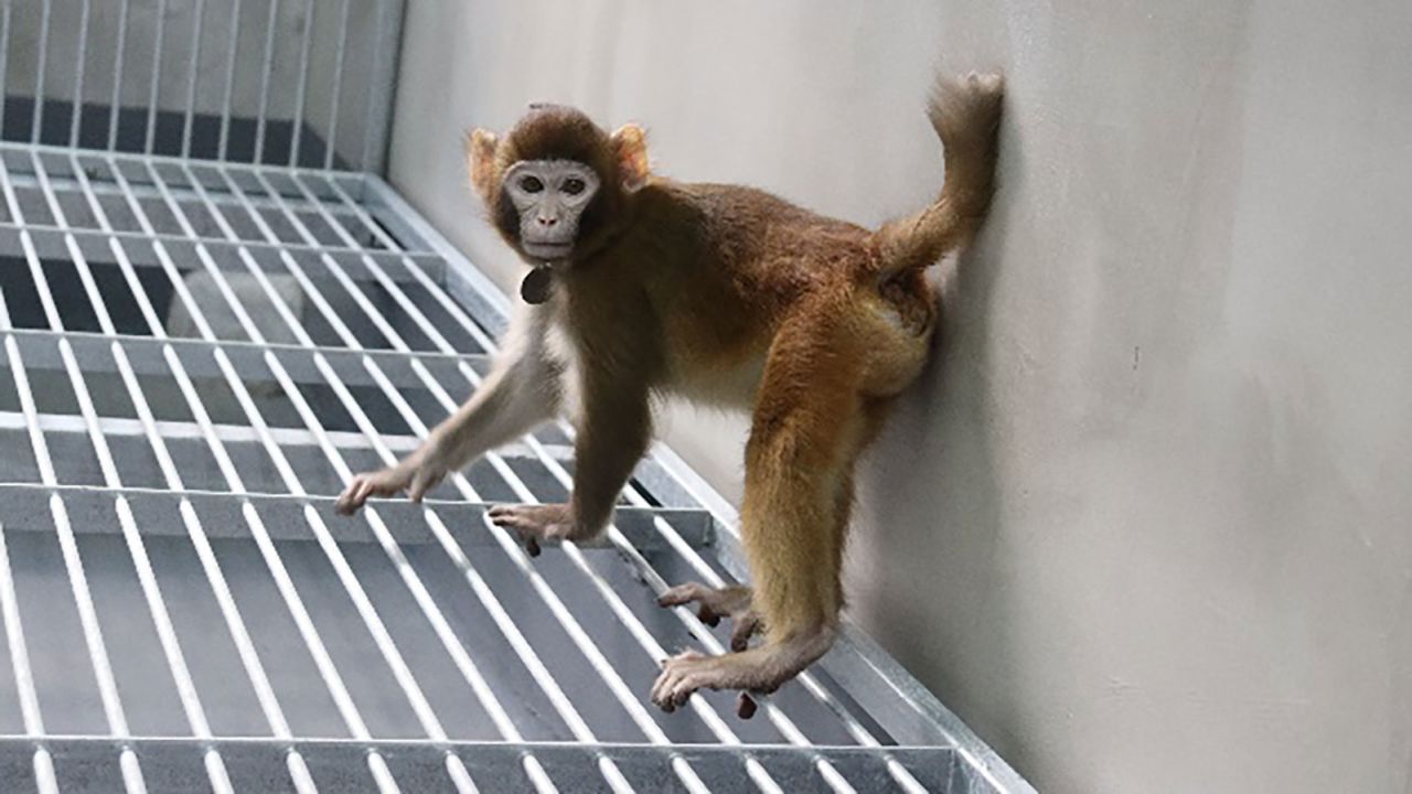 Nowa sklonowana małpa podkreśla granice klonowania