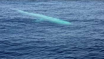 Captan imágenes de una rara ballena blanca en la costa de Tailandia