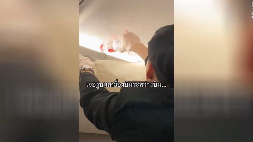Auxiliar de vuelo atrapa a serpiente viva en un avión de Tailandia