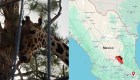 Denuncian que la "jirafa Benito" es sometida a condiciones extremas