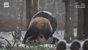 Graban a pandas gigantes jugando y revolcándose en la nieve