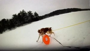 Un perro ayuda a salvar a su dueño que cayó en un lago de hielo
