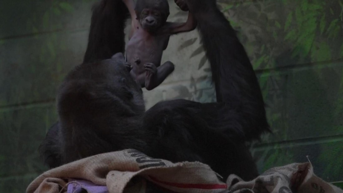Así cuida una madre gorila a su bebé recién nacido