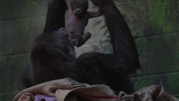 Así cuida una madre gorila a su bebé recién nacido