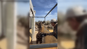 La jirafa Benito se prepara para dejar Ciudad Juárez por su nuevo hogar en Puebla