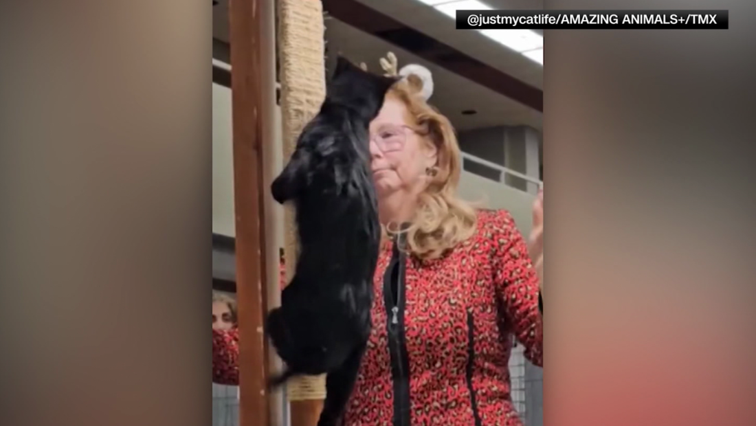Un gato abofetea a una jueza en una exposición de gatos