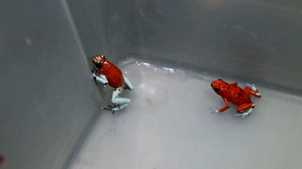 Confiscan 130 ranas venenosas en Bogotá con rumbo a Brasil