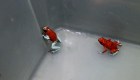 Confiscan 130 ranas venenosas en Bogotá con rumbo a Brasil