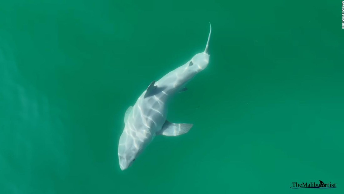 Imágenes inéditas de lo que podría ser un gran tiburón blanco recién nacido