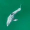 Imágenes inéditas de lo que podría ser un gran tiburón blanco recién nacido