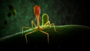 Esta ilustración de un bacteriófago muestra su forma de trípode que imita a un pequeño robot. (Crédito: SCIEPRO/Science Photo Library/Getty Images)