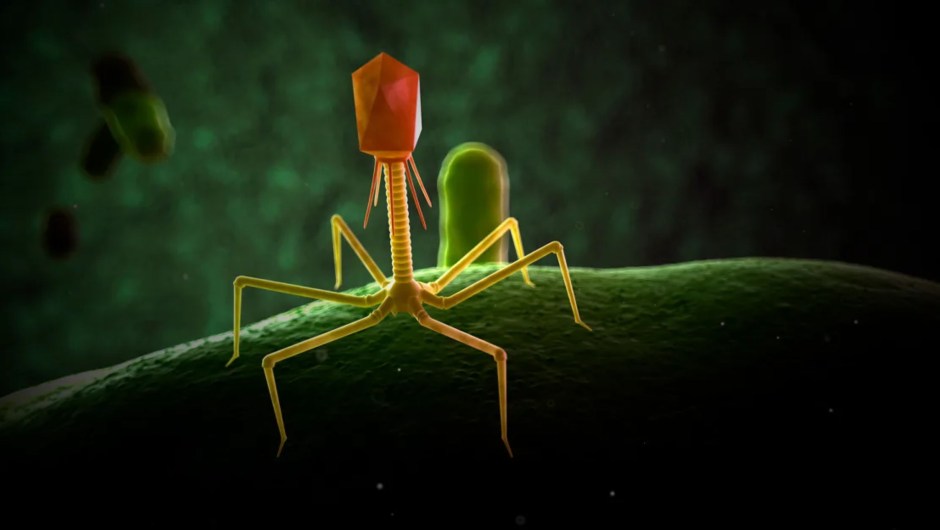 Esta ilustración de un bacteriófago muestra su forma de trípode que imita a un pequeño robot. (Crédito: SCIEPRO/Science Photo Library/Getty Images)