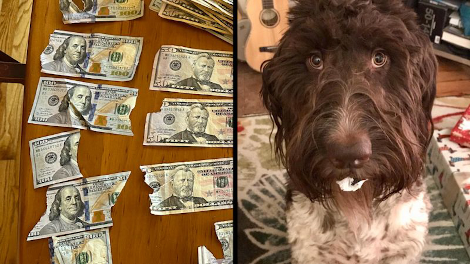 Este perro no se comió la tarea de sus dueños, pero sí se comió US$ 4.000