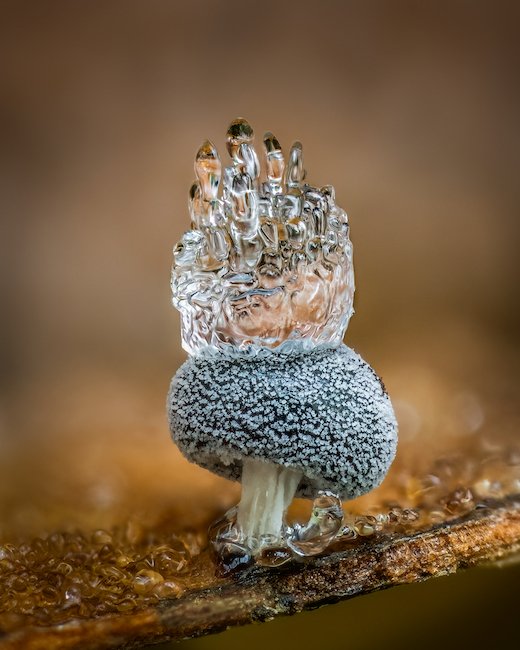 Un hongo de 1 milímetro de altura con un trozo de hielo encima ganó en la categoría de hongos. Capturado por Barry Webb en Reino Unido. (cupoty.com)
