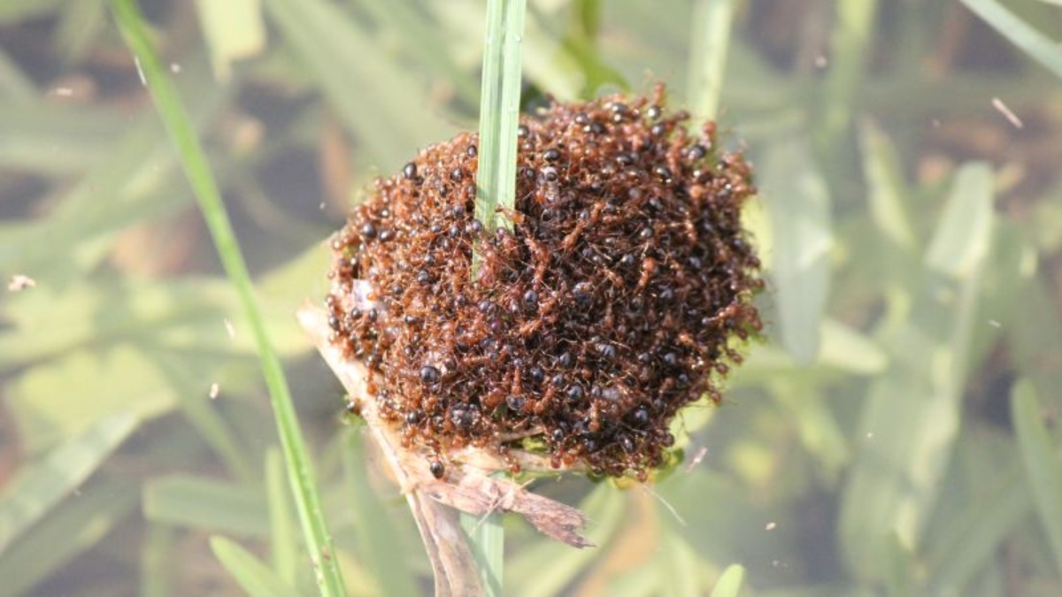 Las mortales hormigas rojas forman balsas para cruzar las inundaciones en Australia