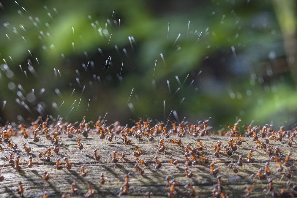 Hormigas de madera que disparan secreción ácida, en una fotografía de René Krekels. (cupoty.com)