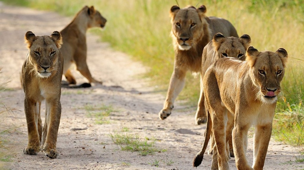 Una manada de leones avanza en el Parque Nacional Hwange, en el oeste de Zimbabwe. Hwange es el parque nacional más grande de la nación del sur de África y se considera un bastión de los leones, según el Lion Recovery Fund. (Foto: Shumba138/iStockphoto/Getty Images).