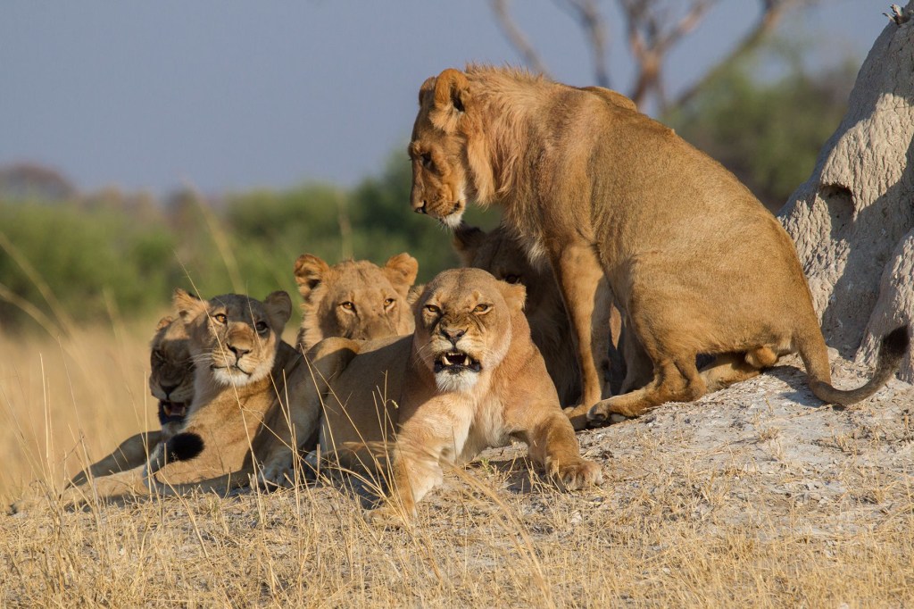 Un joven león macho se alza sobre un grupo de hembras. Si estás perturbando una manada, te lo harán saber. Escucharás gruñidos y sus colas se levantarán y se balancearán. (Foto: Robert Muckley/Moment RF/Getty Images).