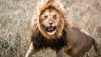 Los leones africanos son totalmente capaces de atacar, matar e incluso comerse a los humanos. (Foto: Marth/Alamy Foto de stock).