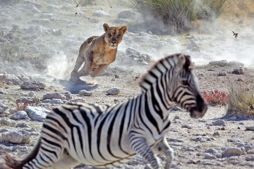 Una leona solitaria caza cebras junto a un pozo de agua en el Parque Nacional Etosha en Namibia. Si bien los leones suelen cazar en grupos, también acechan a sus presas solos. Las hembras realizan gran parte de la caza, mientras que los machos suelen centrarse en la protección del territorio. (Foto: MogensTrolle/iStockphoto/Getty Images).