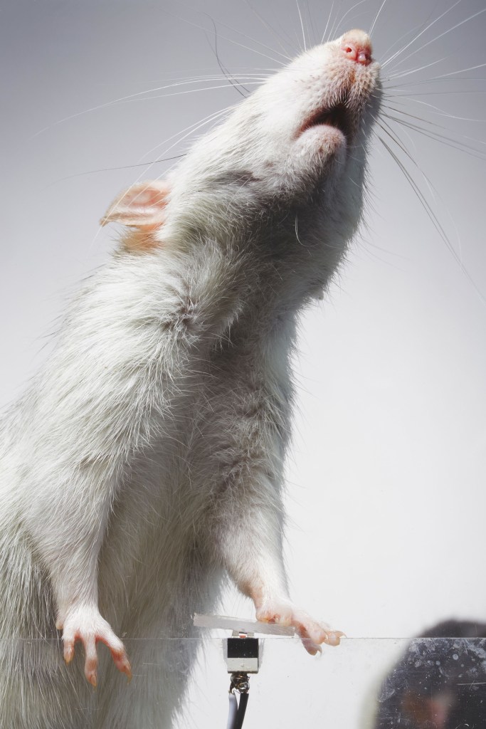 Las ratas fueron entrenadas para pulsar un botón que activaba una cámara instalada en su jaula.(Crédito: ECAL/Augustin Lignier)